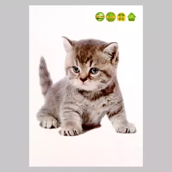 Интерьерная наклейка 3Д TAKE IT EASY «Котик серьёзный», 2921 см
