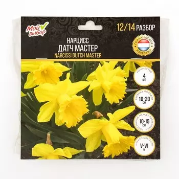 Нарцисс Датч мастер, р-р 12/14, 4 шт, Весна 2025