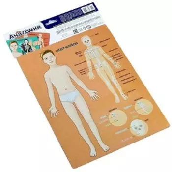 Настольная игра магнитная «Анатомия»
