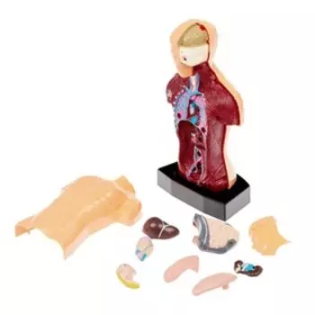 Научный опыт «Строение тела», уценка (помята упаковка)