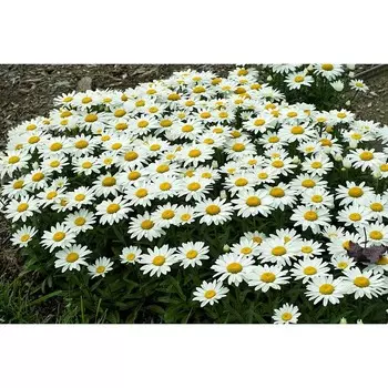 Нивянник "Broadway Lights ® PBR", р-р I, 1 шт, Весна 2024