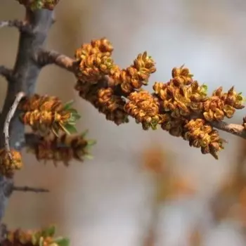 Облепиха Аллей, Горшок Р9, 1 шт, Август 2022