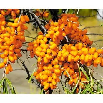 Облепиха Елизавета, Горшок Р9, 1 шт, Август 2022