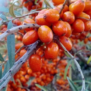 Облепиха Красный факел, Горшок Р9, 1 шт, Август 2022