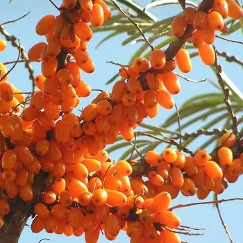 Облепиха Солнечная, Горшок Р9, 1 шт, Август 2022