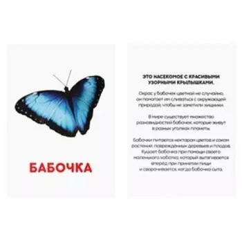 Обучающие карточки по методике Глена Домана «Насекомые», 12 карт, А6, 2+