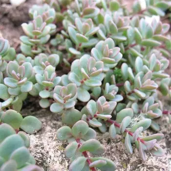 Очиток Эверса , Горшок Р9 (готовность июнь), 1 шт, Весна 2024