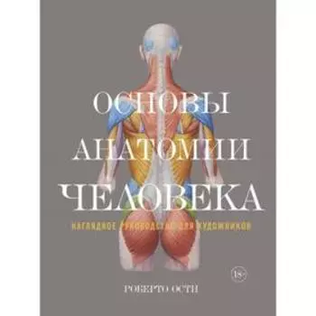 Основы анатомии человека. Наглядное руководство для художников. Ости Р.