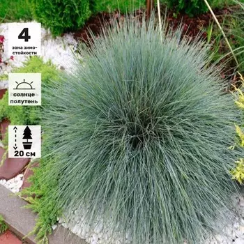 Овсяница сизая "Фестина", Горшок С3, 1 шт, Весна 2024