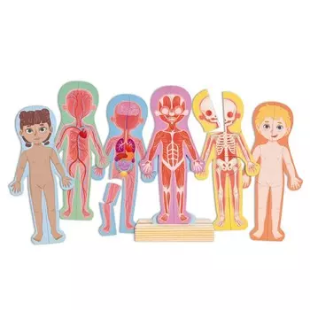 Пазл для детей магнитный Hape «Строение тела человека»