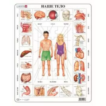 Пазл «Наше тело», 35 деталей (OB1)