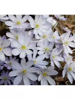 Печеночница азиатская, р-р I, 1 шт, Весна 2025