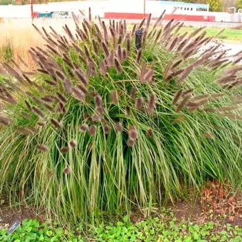 Пеннисетум "Black Beauty", р-р 02/03, 1 шт, Весна 2024