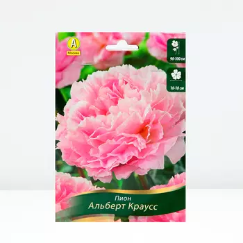 Пион Альберт Краусс, 1 шт, Весна 2024