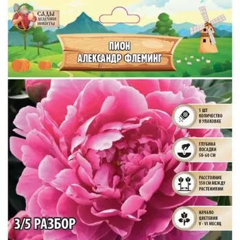 Пион "Alexander Fleming", р-р 3/5, 1 шт, Весна 2025