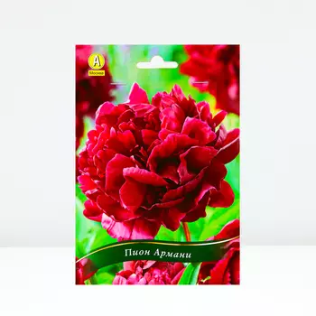 Пион Армани, 1 шт, Весна 2024