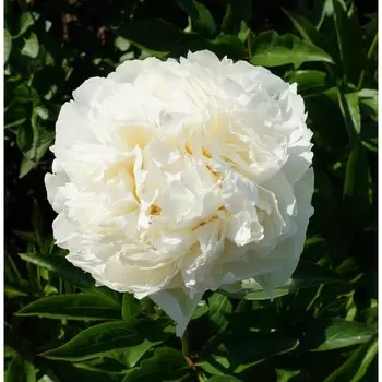 Пион Боул оф Крим, 1 шт, Весна 2024