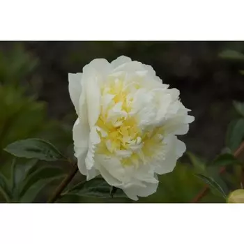 Пион Чеддер Чиз, 1 шт, Весна 2024