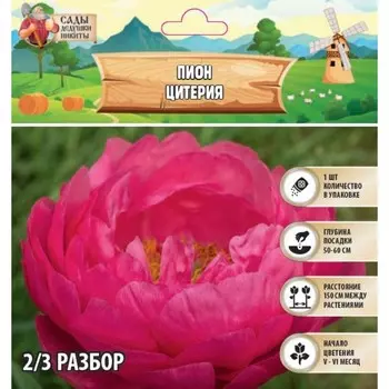 Пион "Cytherea", р-р 2/3, 1 шт, Весна 2025