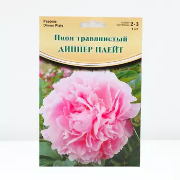 Пион "Dinner Plate", р-р 2-3, 1 шт, Весна 2024