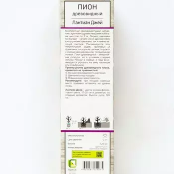 Пион древовидный (привитый на травянистый) "Лантиан Джей ", 1 шт, туба, Весна 2025
