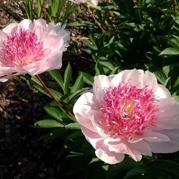 Пион Ду Телл, 1 шт, Весна 2024