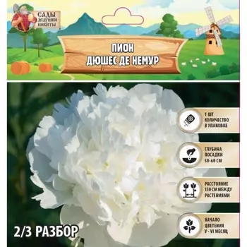 Пион "Duchesse de Nemours", р-р 2/3, 1 шт, Весна 2025
