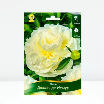 Пион Дюшес де Немур, 1 шт, Весна 2024
