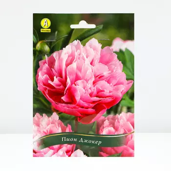 Пион Джокер, 1 шт, Весна 2024