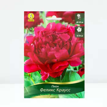 Пион Феликс Краусс, 1 шт, Весна 2024