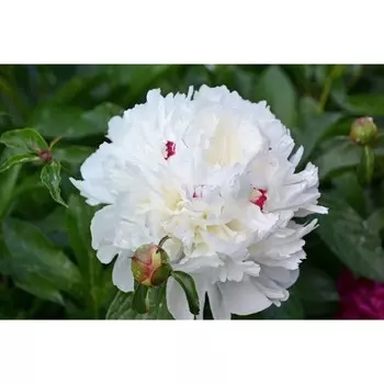 Пион Фестива Максима, 1 шт, Весна 2024