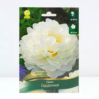 Пион Гардения, 1 шт, Весна 2024