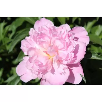 Пион Эденс Парфюм, 1 шт, Весна 2024