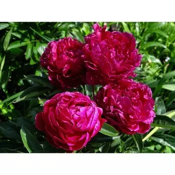 Пион Канзас, 1 шт, Весна 2024