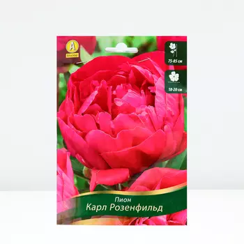 Пион Карл Розенфильд, 1 шт, Весна 2024