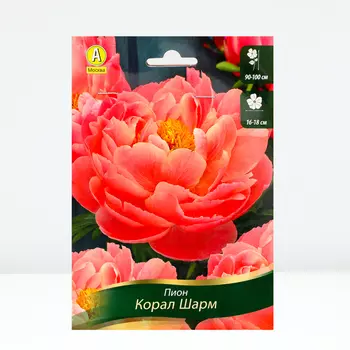 Пион Корал Шарм , 1 шт, Весна 2024