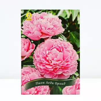 Пион Леди Орхид, 1 шт, Весна 2024
