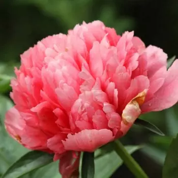 Пион "Lorelei", р-р 2-3, 1 шт, Весна 2024