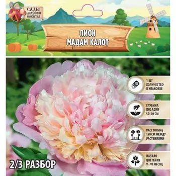 Пион "Madame Calot", р-р 2/3, 1 шт, Весна 2025