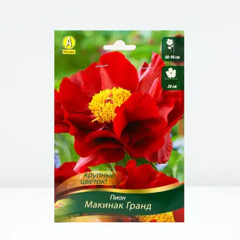 Пион Макинак Гранд, 1 шт, Весна 2024