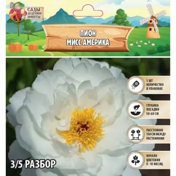 Пион "Miss America", р-р 3/5, 1 шт, Весна 2024