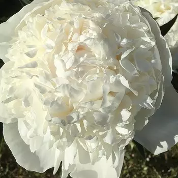 Пион молочноцветковый Омео Сноу, горшок С3, 1 шт, Лето 2024