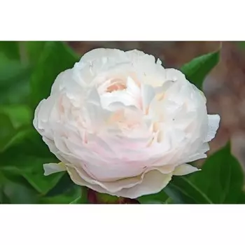 Пион "Mother's Choise", р-р 2-3, 1 шт, Весна 2024