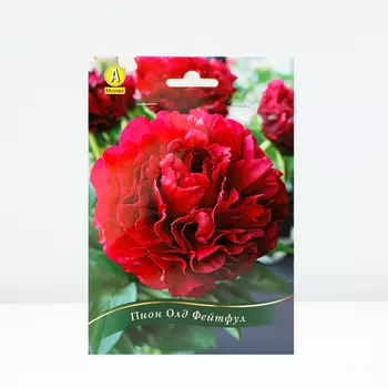 Пион Олд Фейтфул, 1 шт, Весна 2024