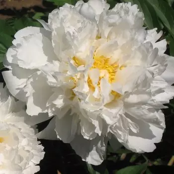 Пион Пичс энд Крем, 1 шт, Весна 2024