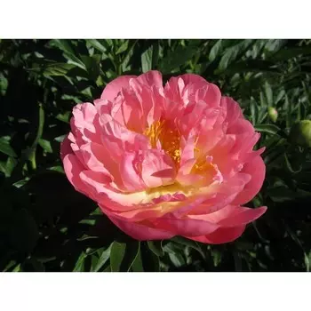 Пион Пинк Гавайан Корал, 1 шт, Весна 2024