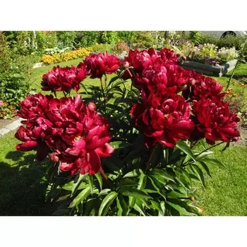 Пион Питер Бранд, 1 шт, Весна 2024