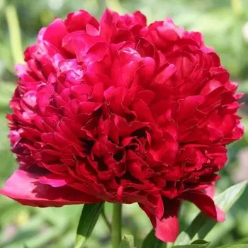 Пион Ред Грейс, 1 шт, Весна 2024