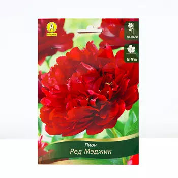 Пион Ред Мэджик, 1 шт, Весна 2024