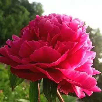 Пион "Red Magic", р-р 2-3, 1 шт, Весна 2024